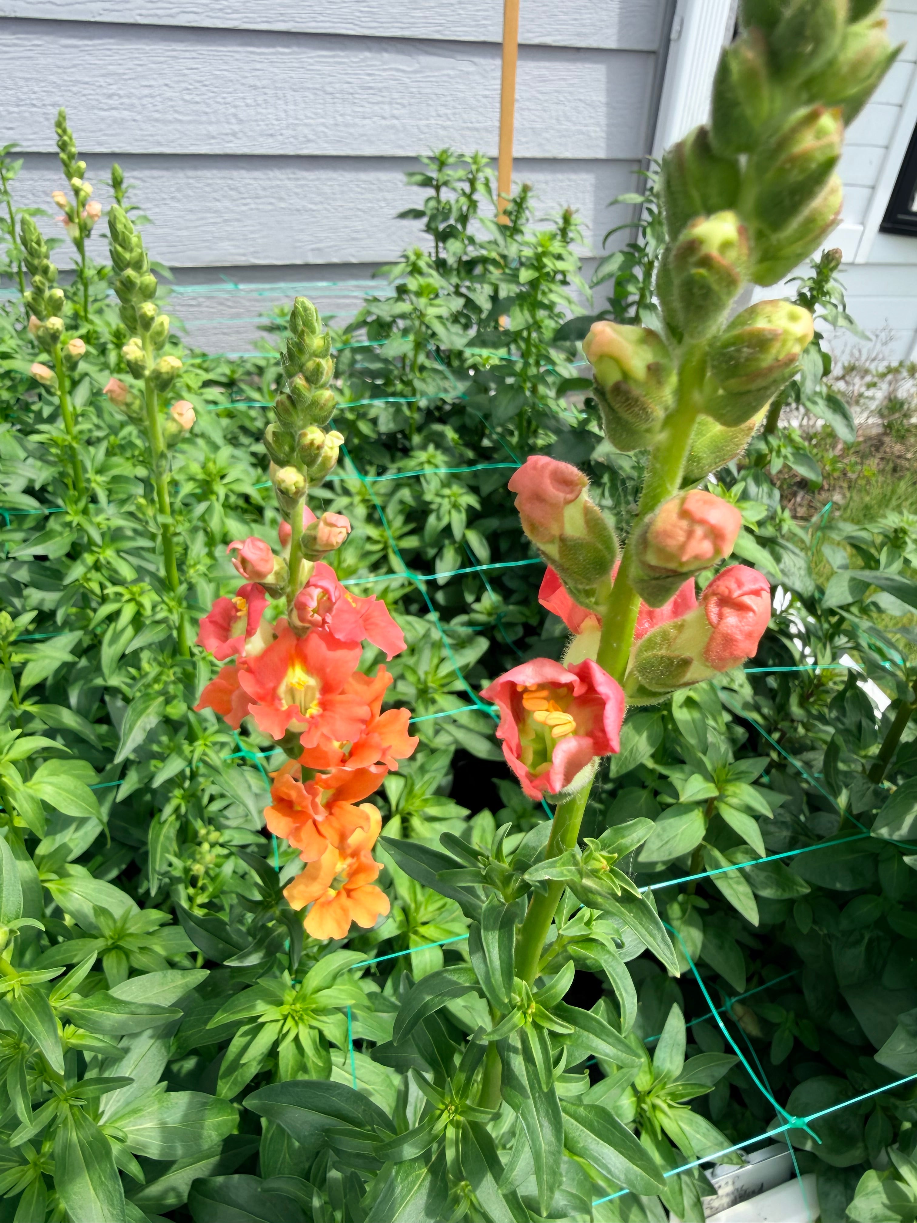 Snapdragon - Bundle of 10 Stems - Bronze