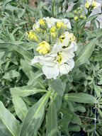 Stock - Bundle of 10 Stems - White
