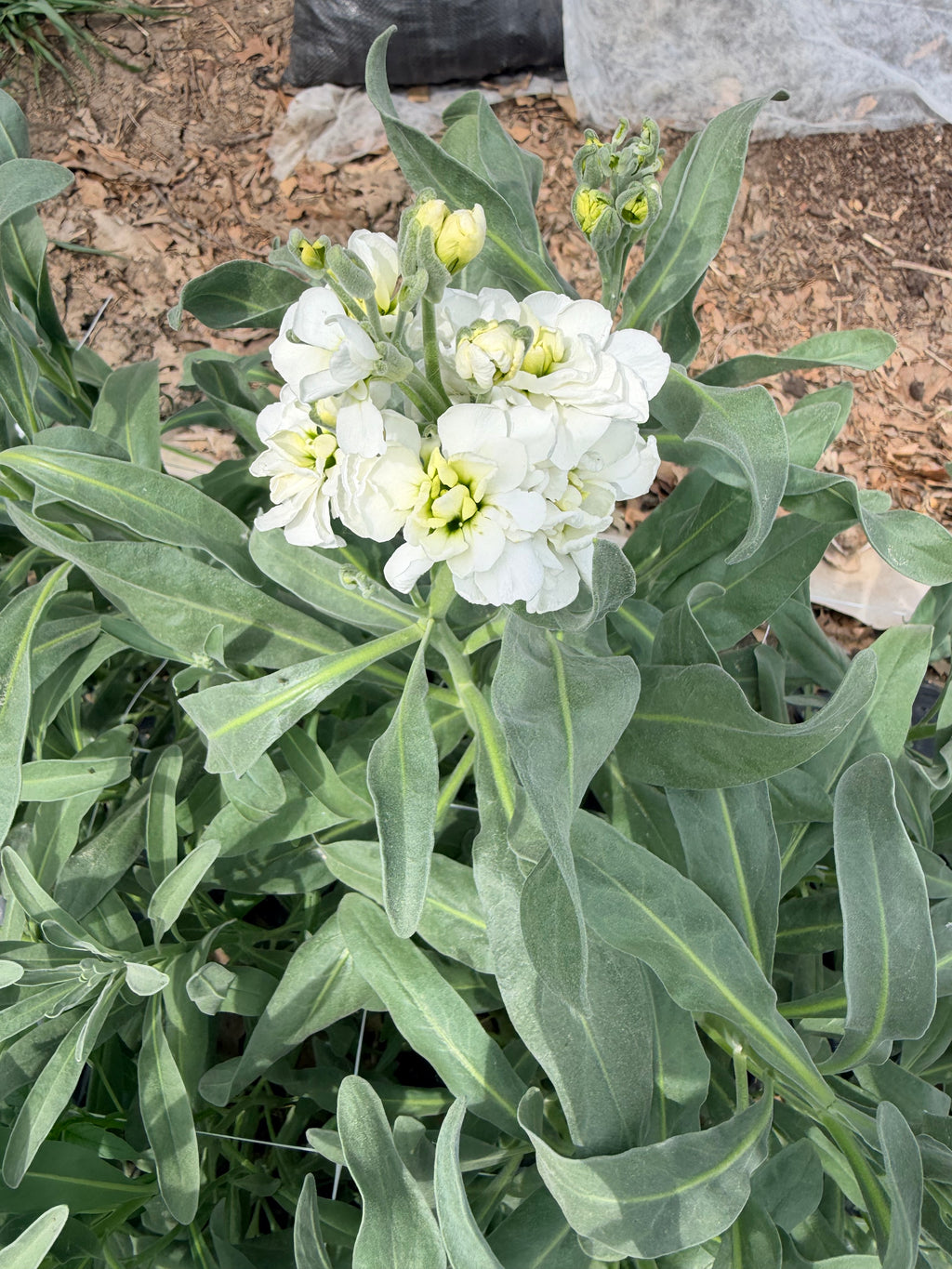 Stock - Bundle of 10 Stems - White