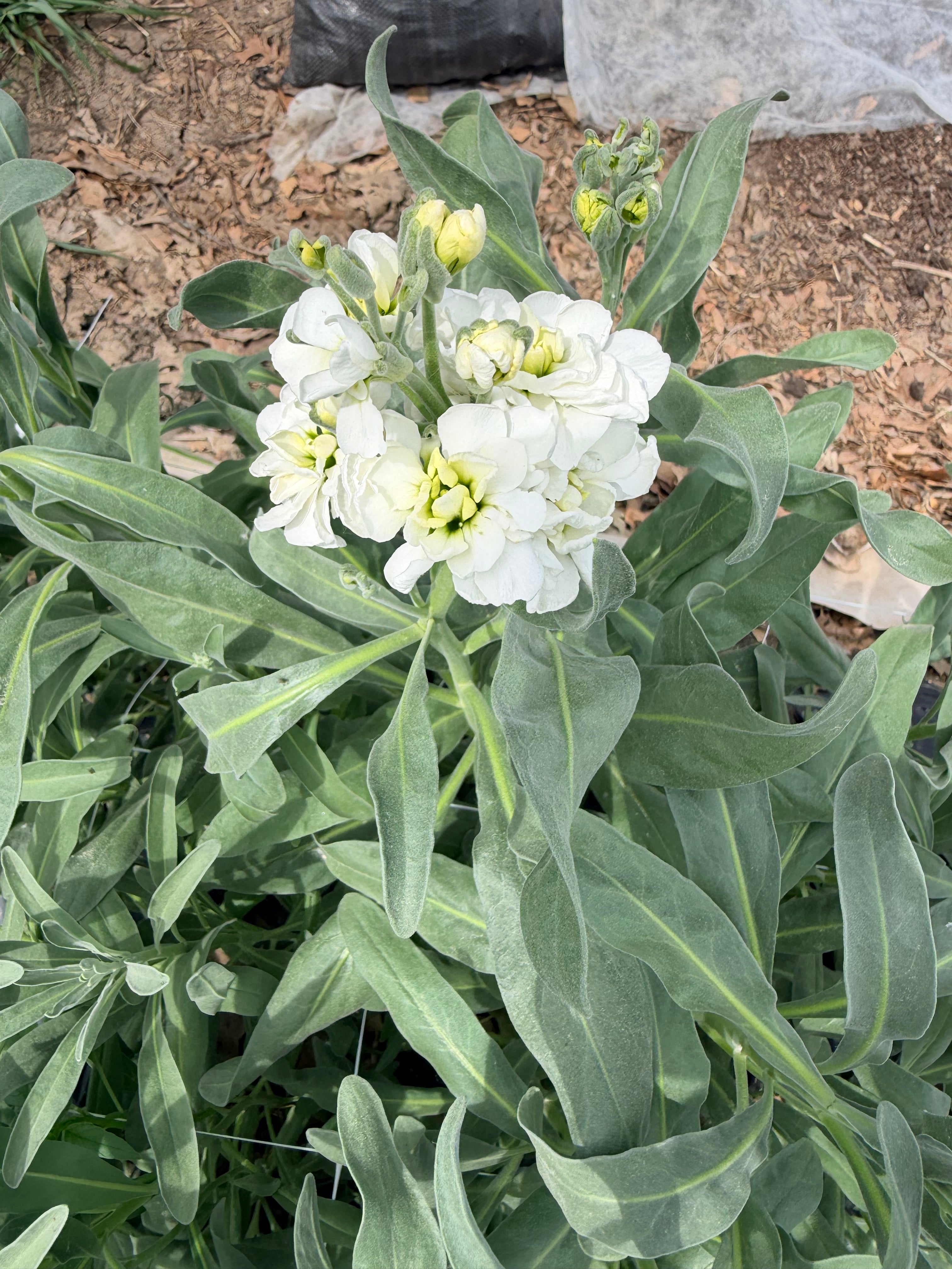 Stock - Bundle of 10 Stems - White