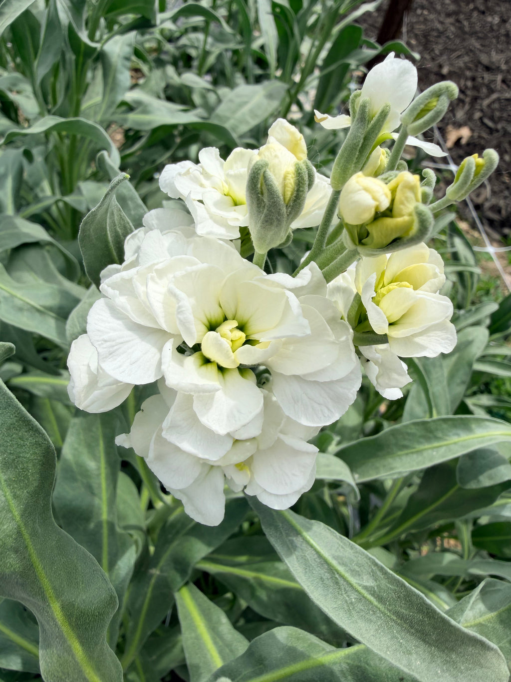 Stock - Bundle of 10 Stems - White