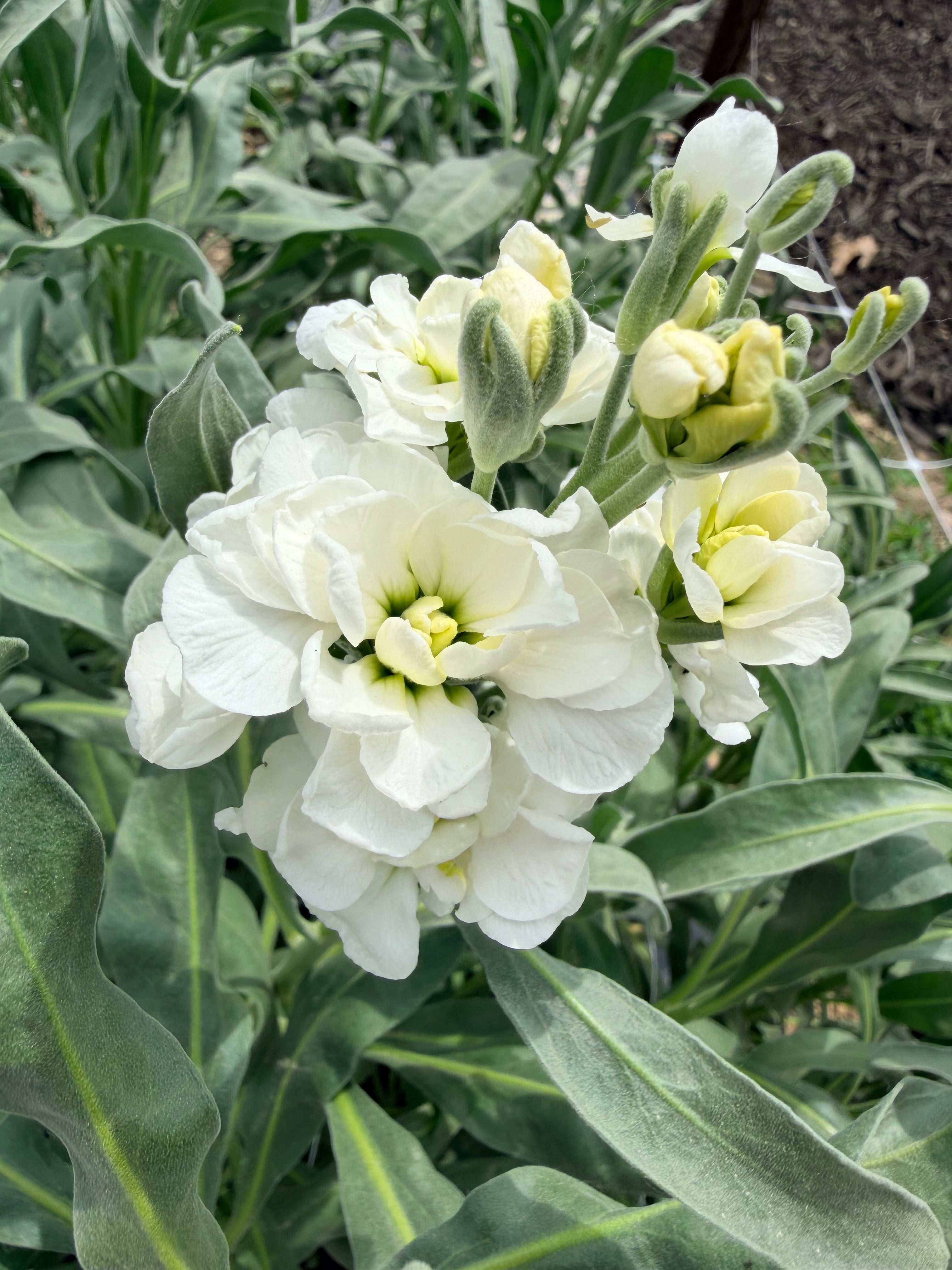 Stock - Bundle of 10 Stems - White