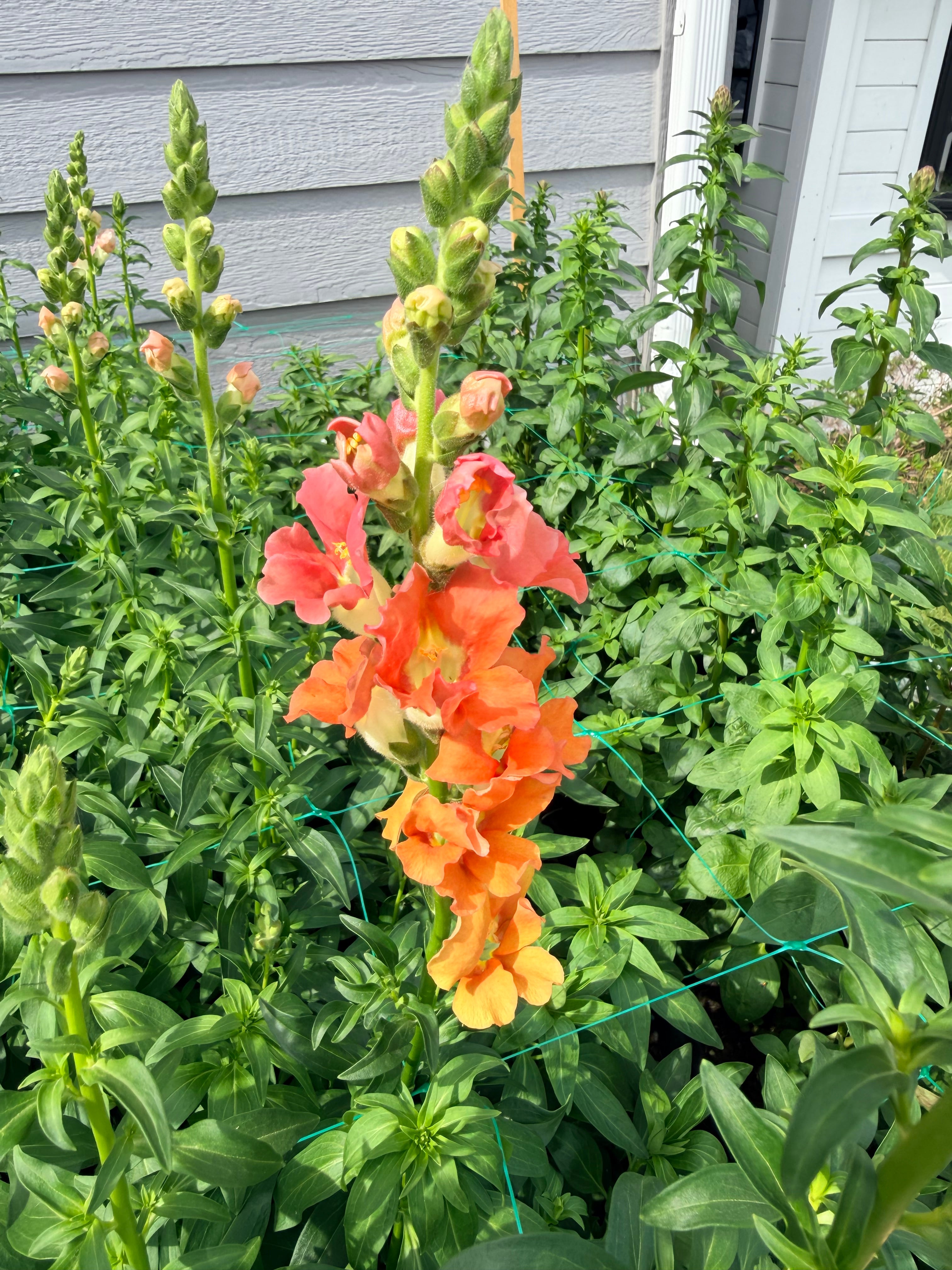 Snapdragon - Bundle of 10 Stems - Bronze