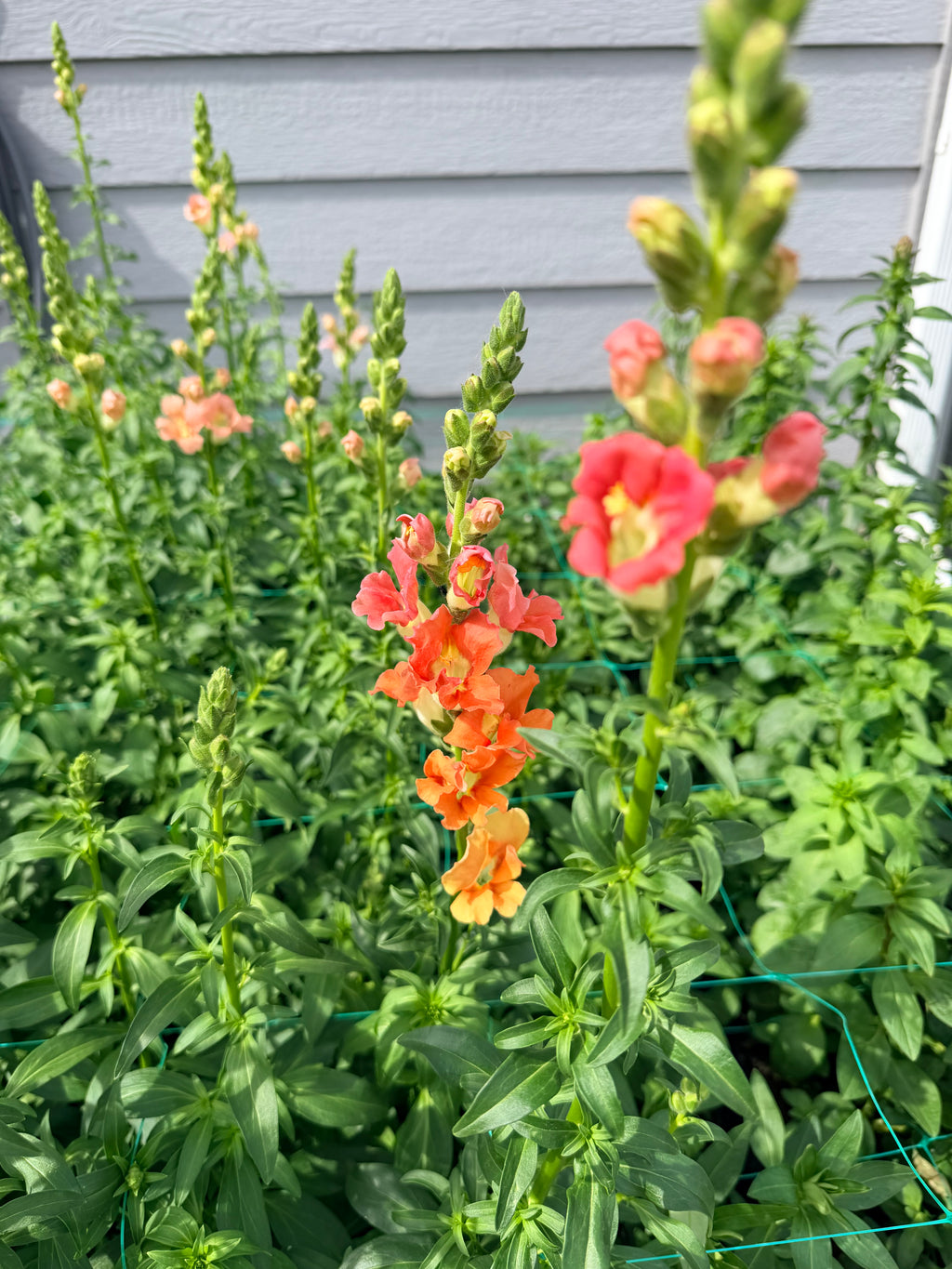Snapdragon - Bundle of 10 Stems - Bronze