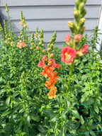 Snapdragon - Bundle of 10 Stems - Bronze