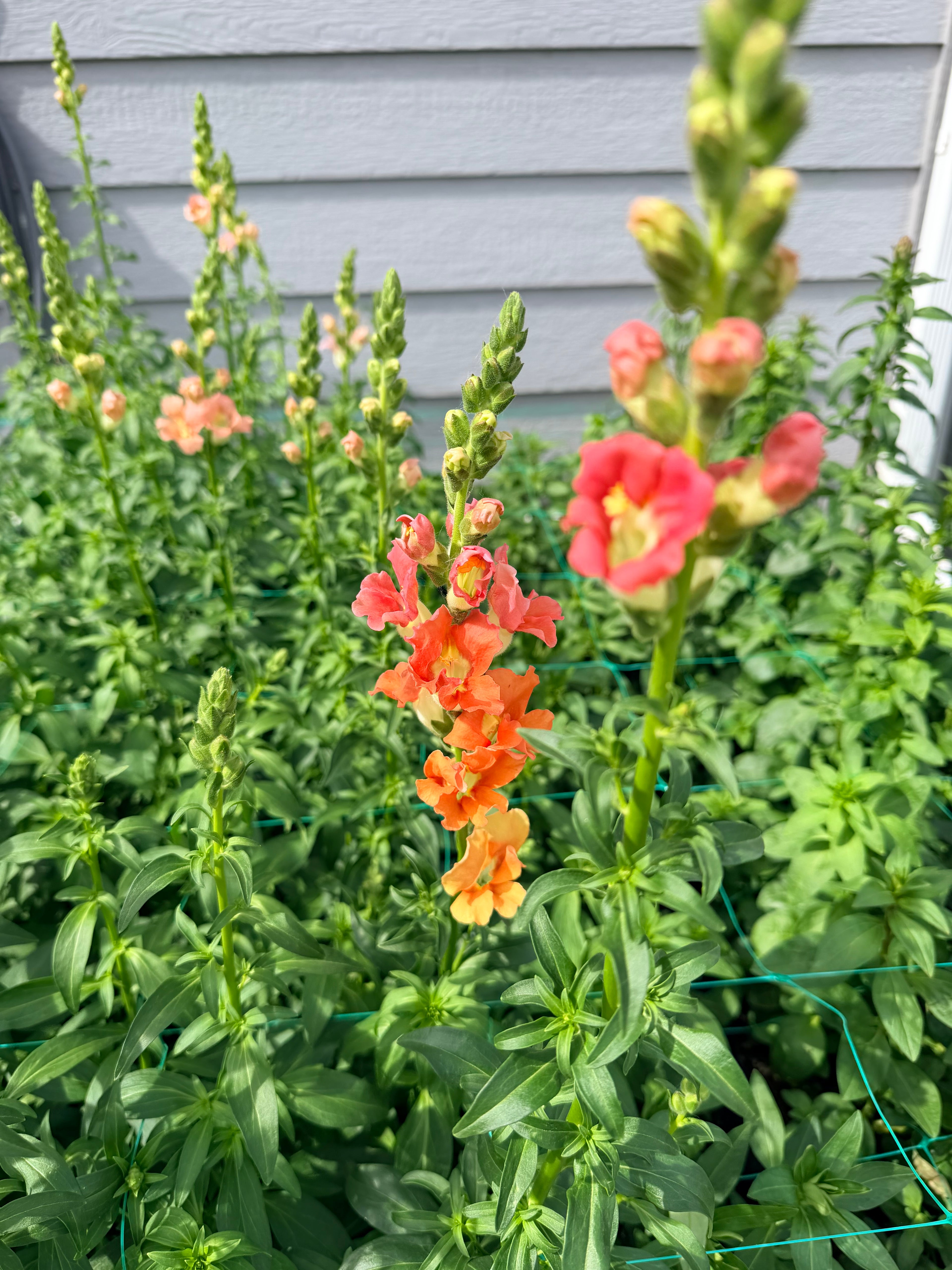 Snapdragon - Bundle of 10 Stems - Bronze
