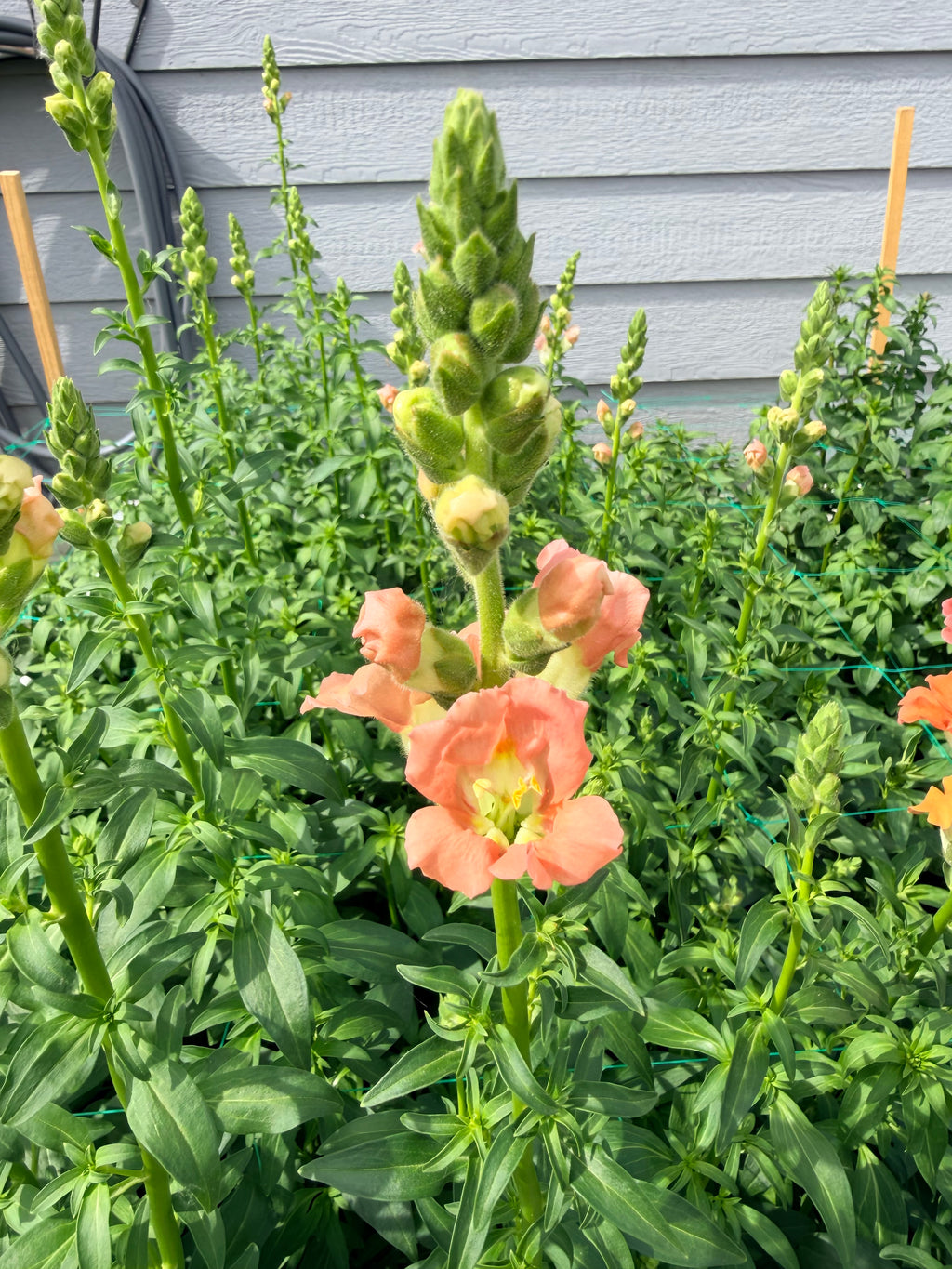 Snapdragon - Bundle of 10 stems - Light Pink