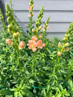 Snapdragon - Bundle of 10 stems - Light Pink