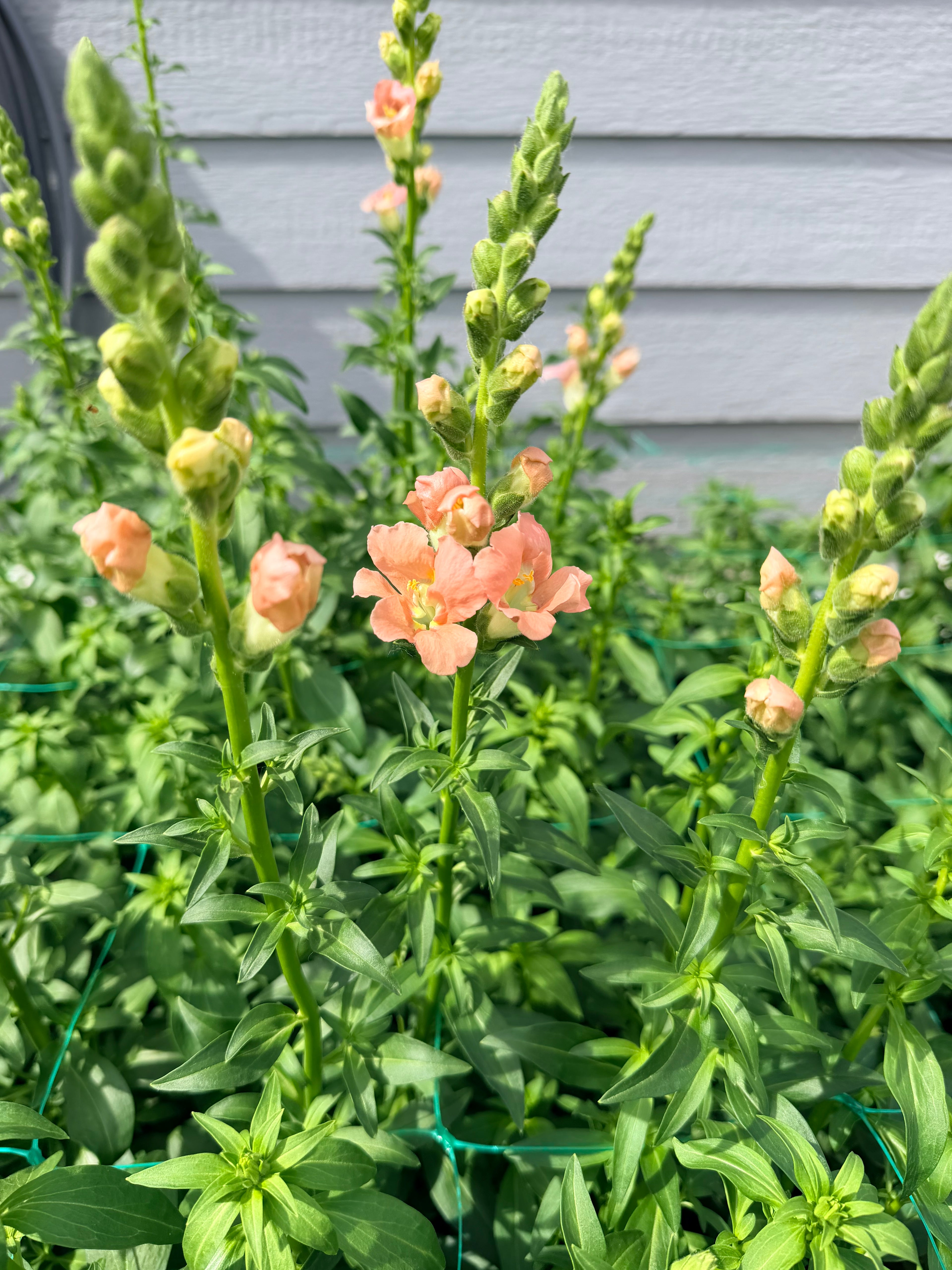 Snapdragon - Bundle of 10 stems - Light Pink