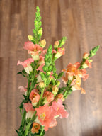Snapdragon - Bundle of 10 stems - Light Pink
