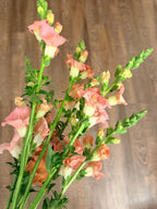 Snapdragon - Bundle of 10 stems - Light Pink