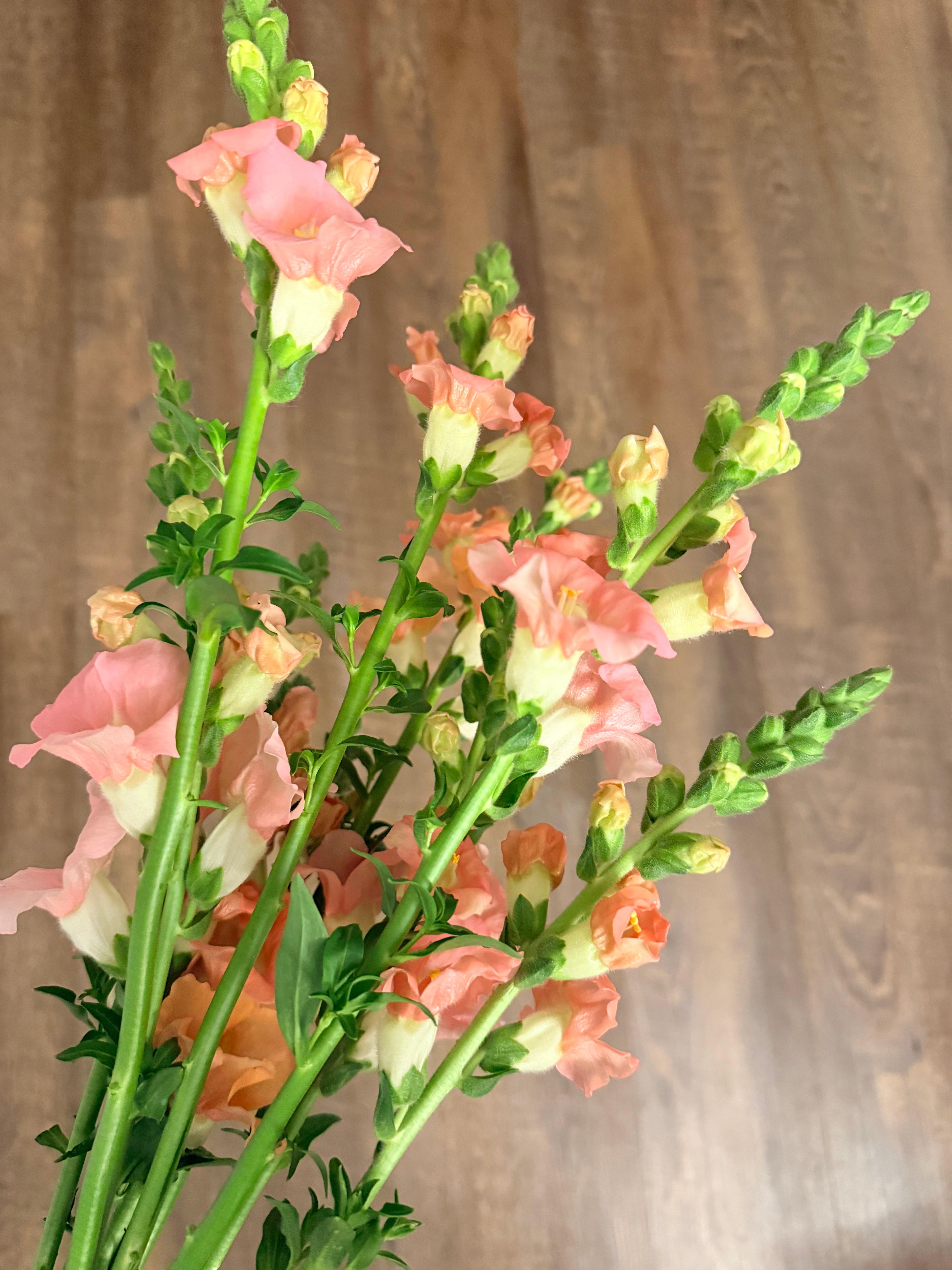 Snapdragon - Bundle of 10 stems - Light Pink