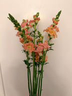 Snapdragon - Bundle of 10 stems - Light Pink