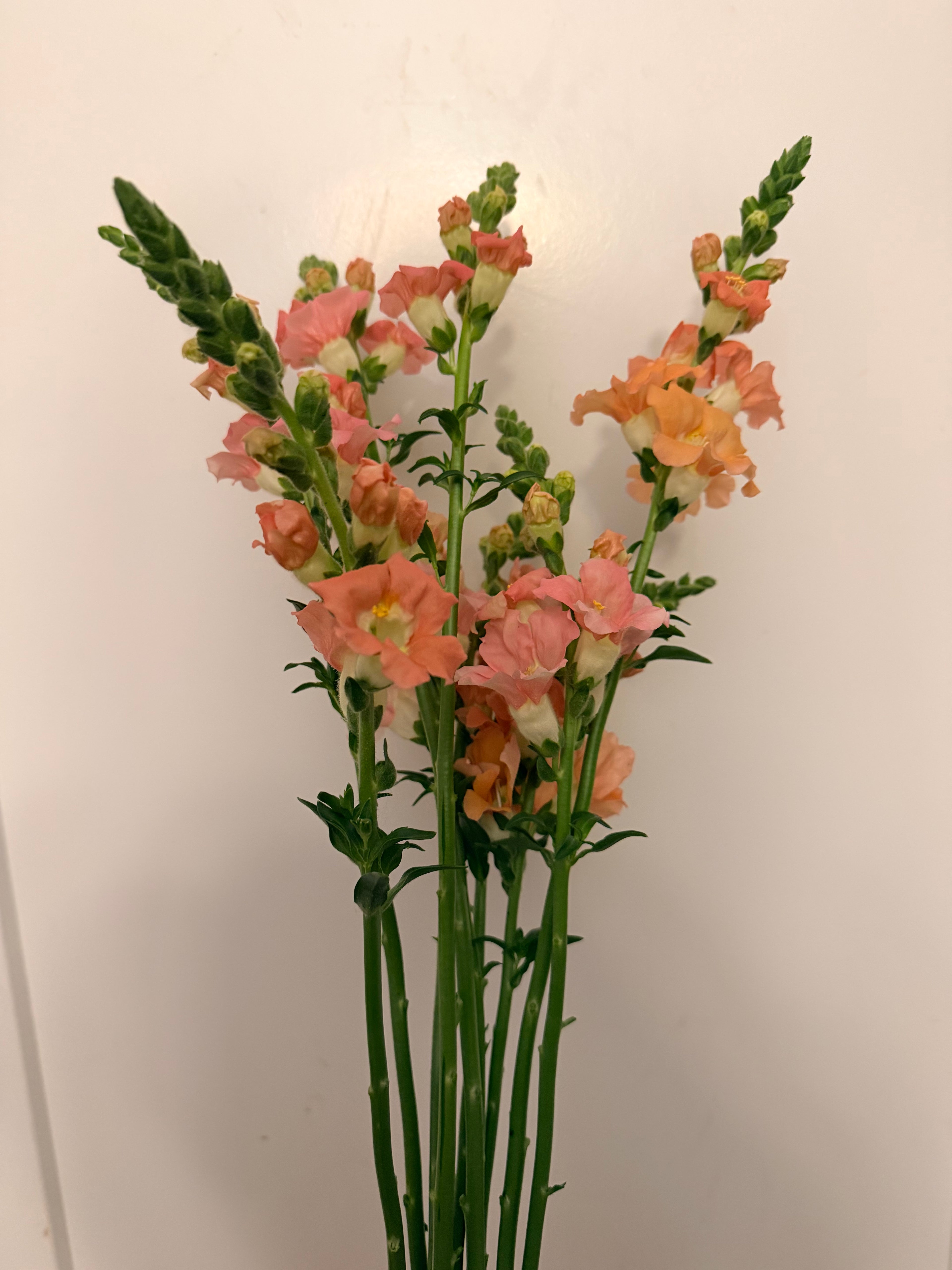 Snapdragon - Bundle of 10 stems - Light Pink