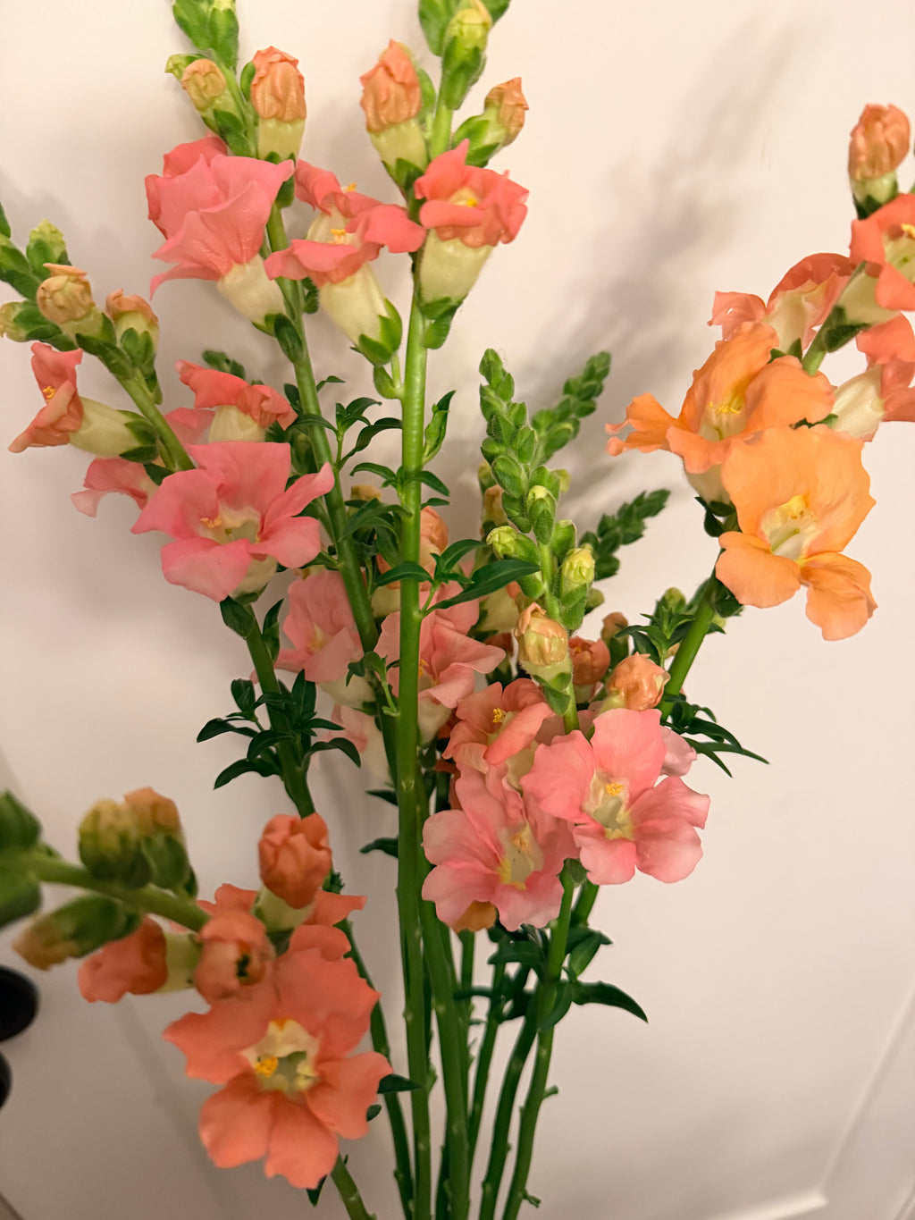 Snapdragon - Bundle of 10 stems - Light Pink