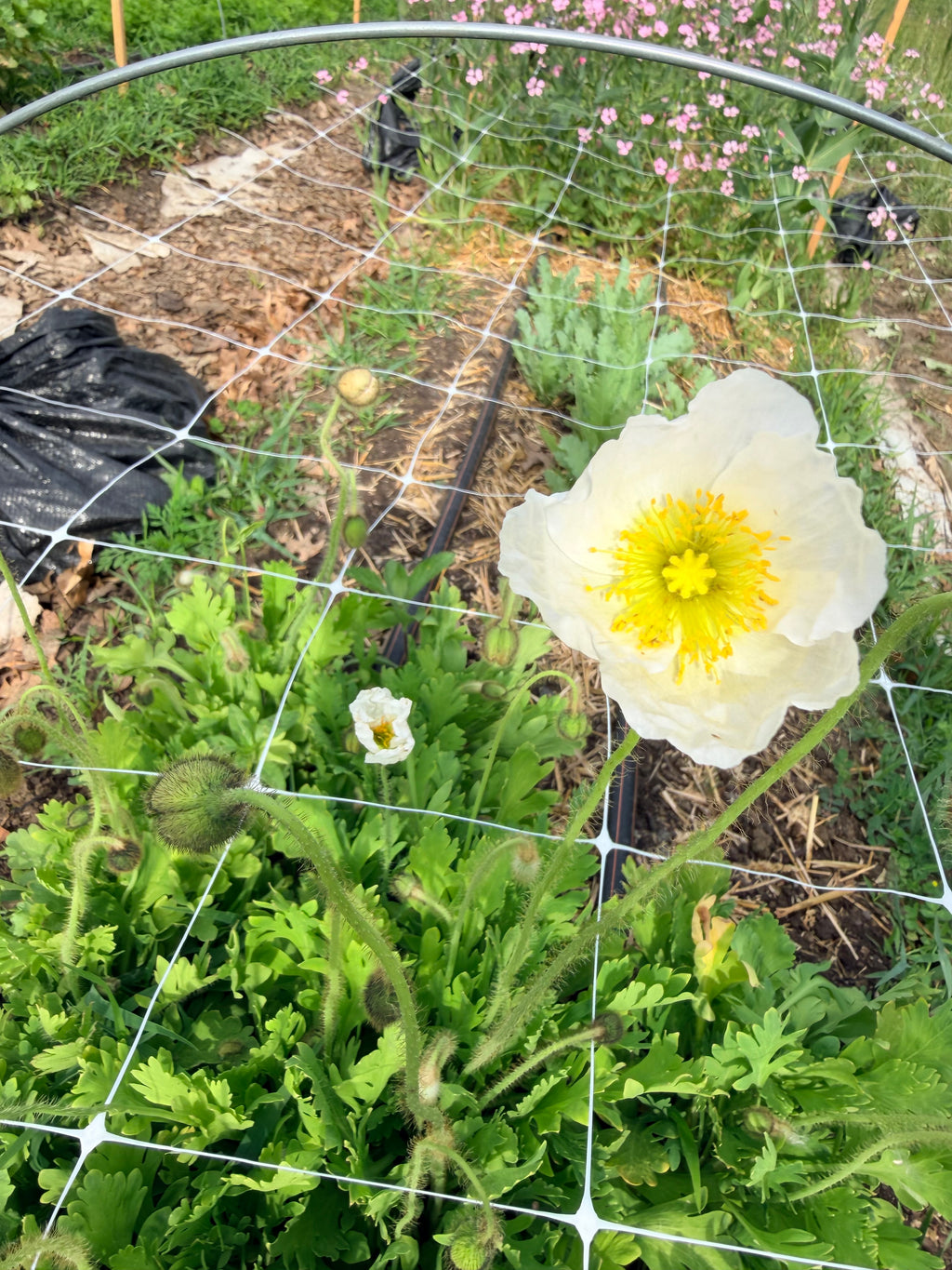 Iceland Poppies