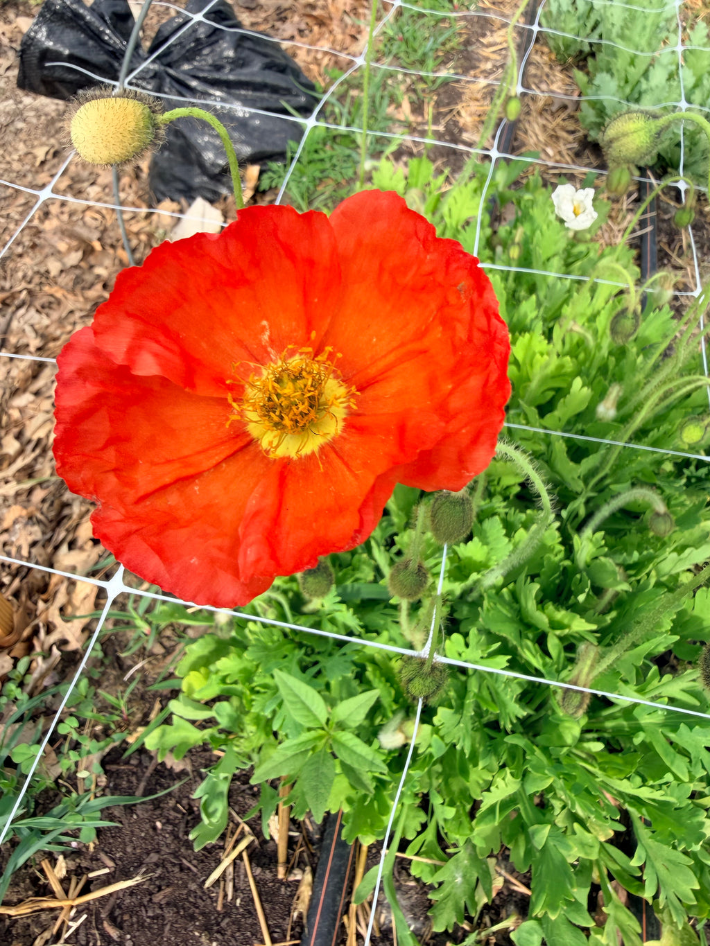 Iceland Poppies