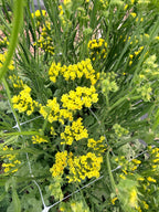 Statice - Bundle of 10 Stems - Forever Moonlight