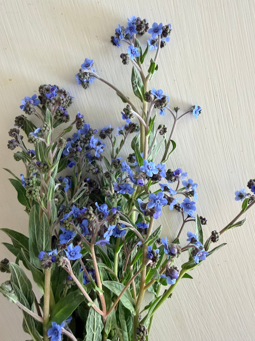 Chinese Forget-Me-Nots - Bundle of 10 Stems