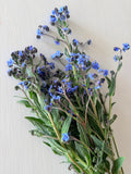 Chinese Forget-Me-Nots - Bundle of 10 Stems
