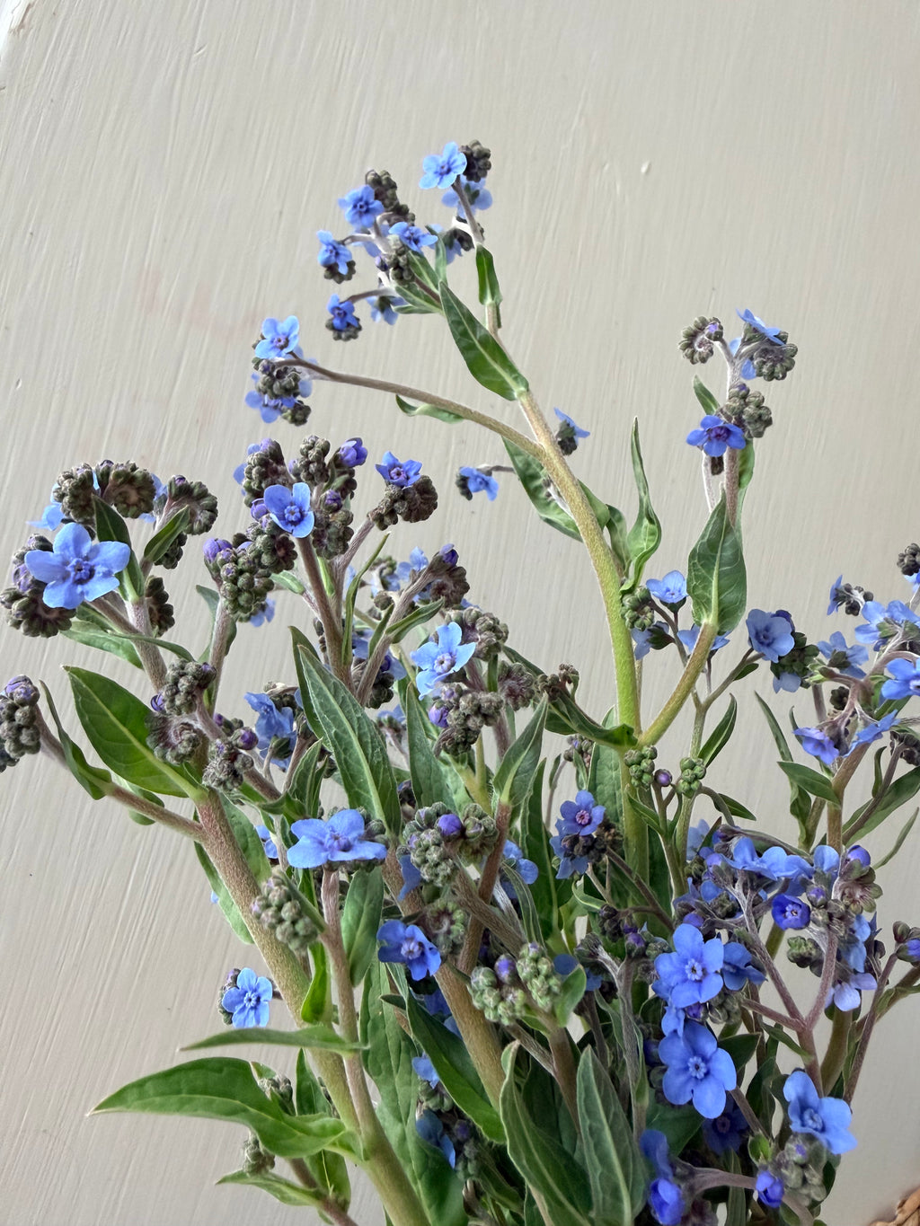 Chinese Forget-Me-Nots - Bundle of 10 Stems