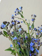 Chinese Forget-Me-Nots - Bundle of 10 Stems