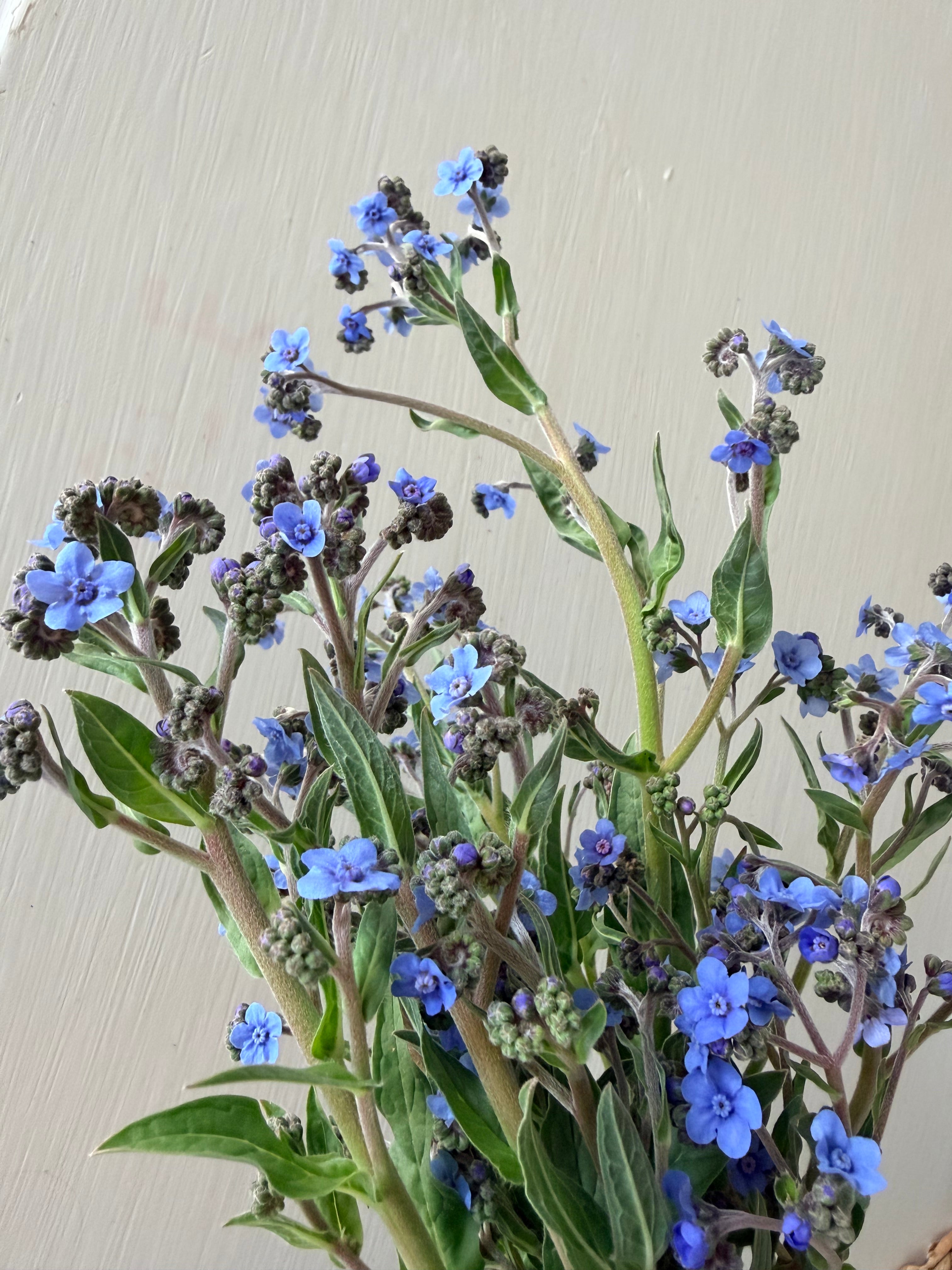 Chinese Forget-Me-Nots - Bundle of 10 Stems