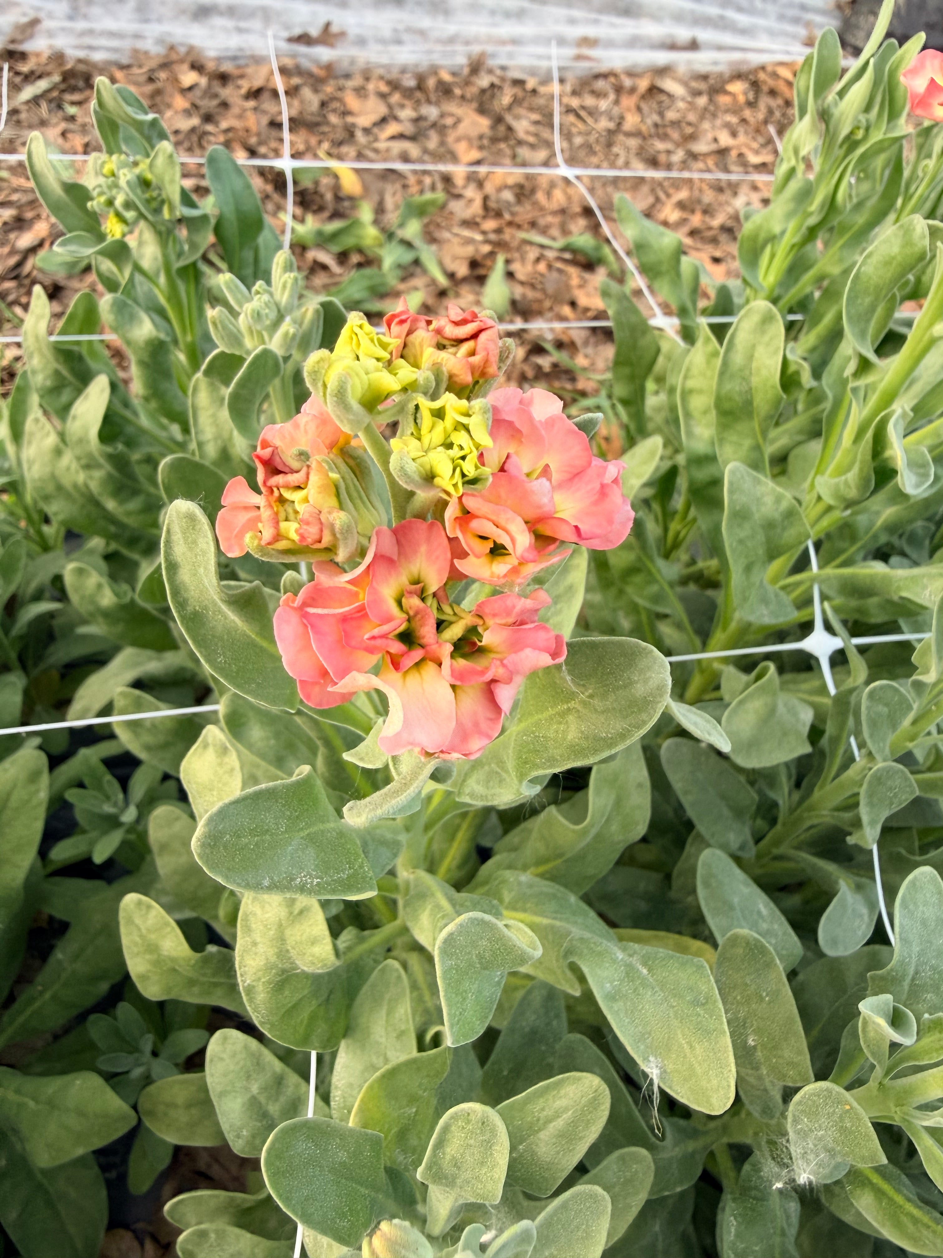 Stock - Bundle of 5 Stems - Antique Rose