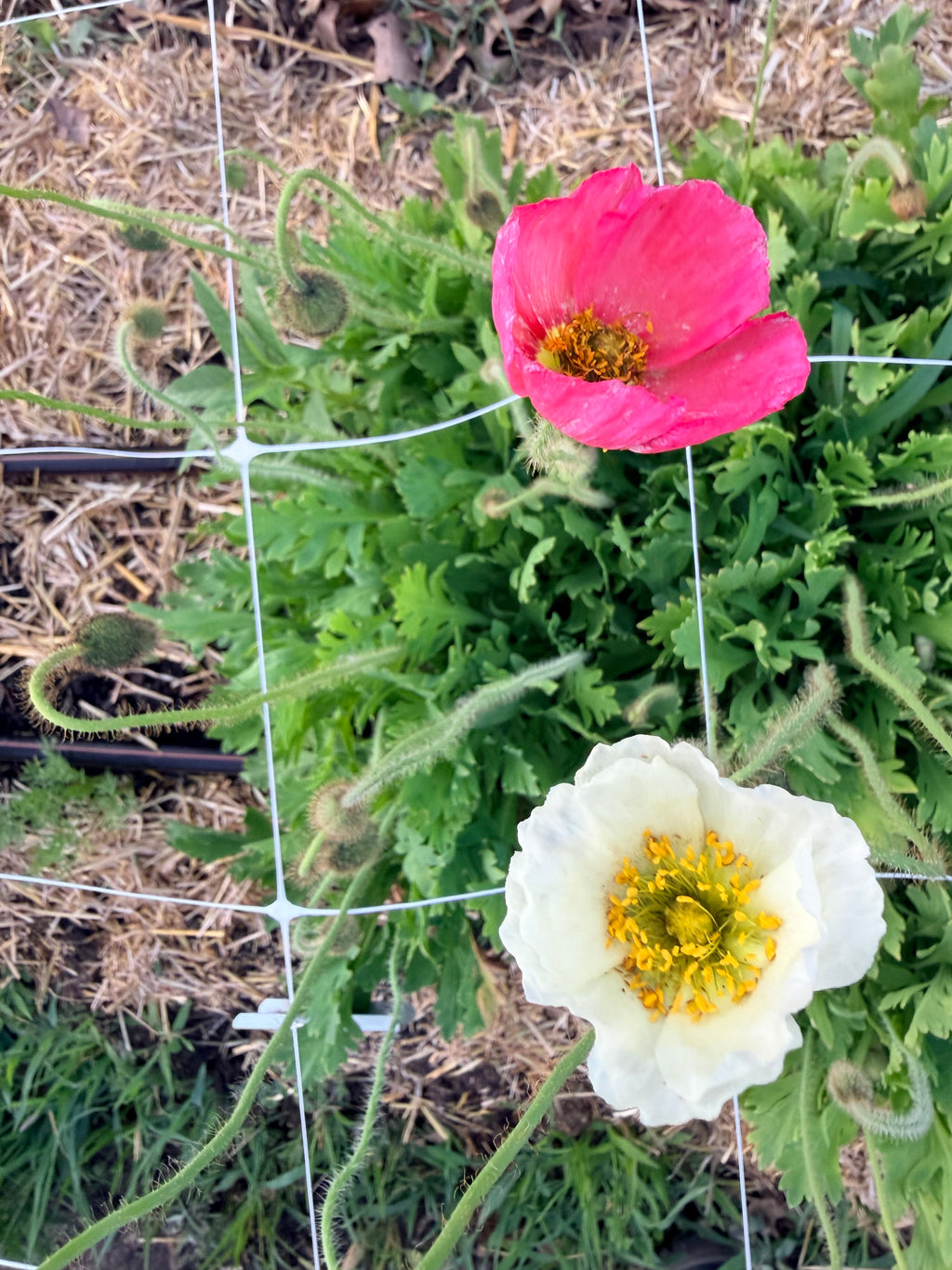 Iceland Poppies