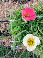 Iceland Poppies