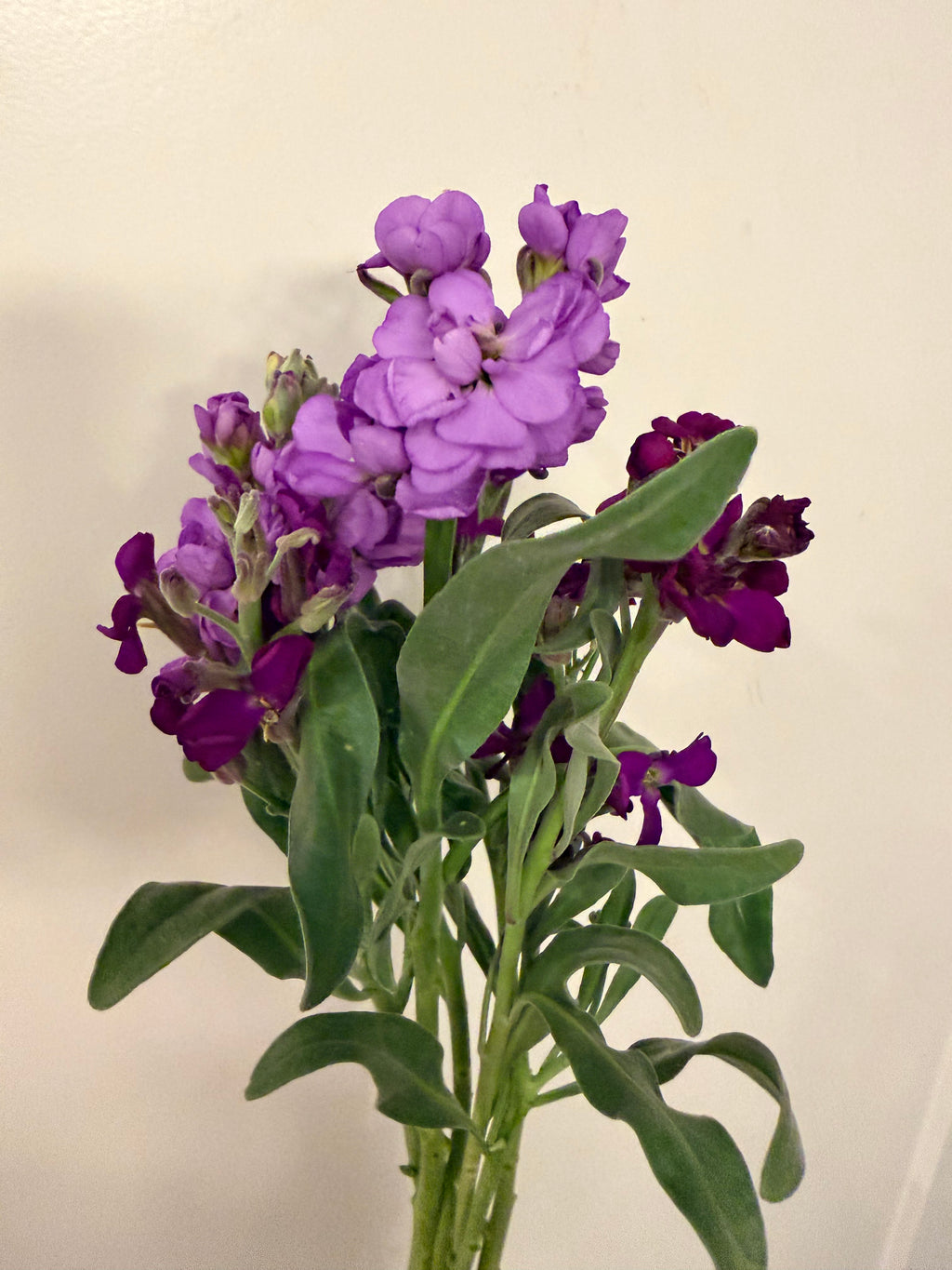 Stock - Bundle of 5 Stems - Purple
