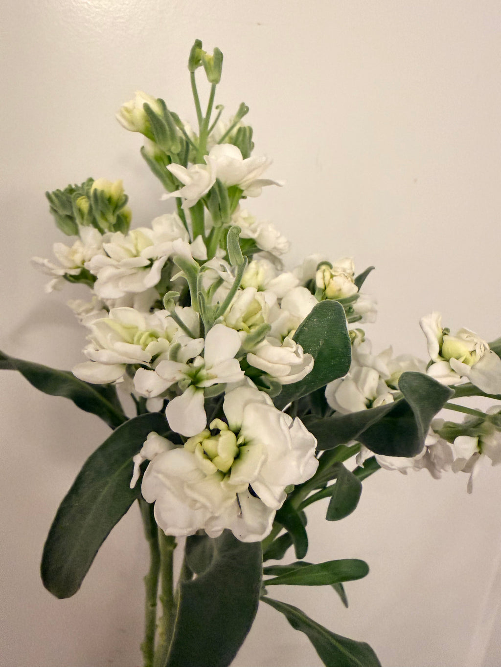 Stock - Bundle of 10 Stems - White