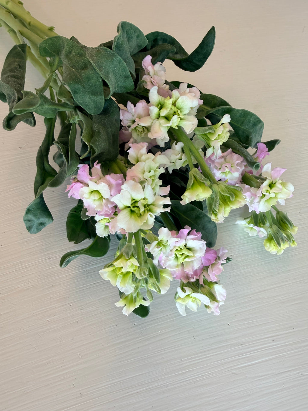 Stock - Bundle of 10 Stems - Antique Pink