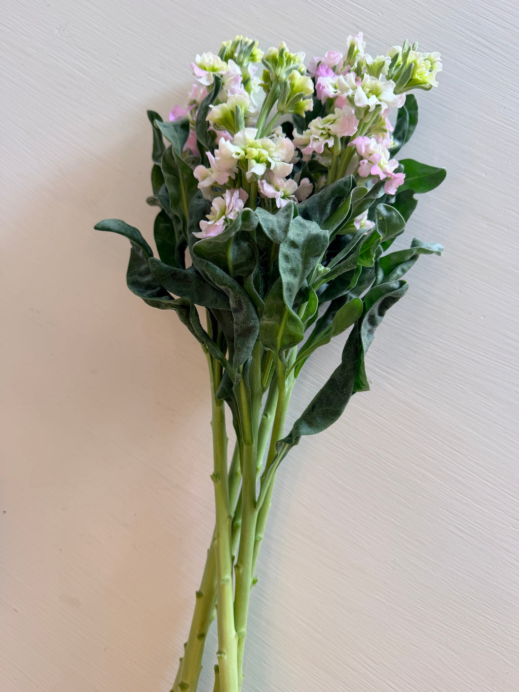 Stock - Bundle of 10 Stems - Antique Pink