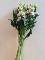 Stock - Bundle of 10 Stems - Antique Pink