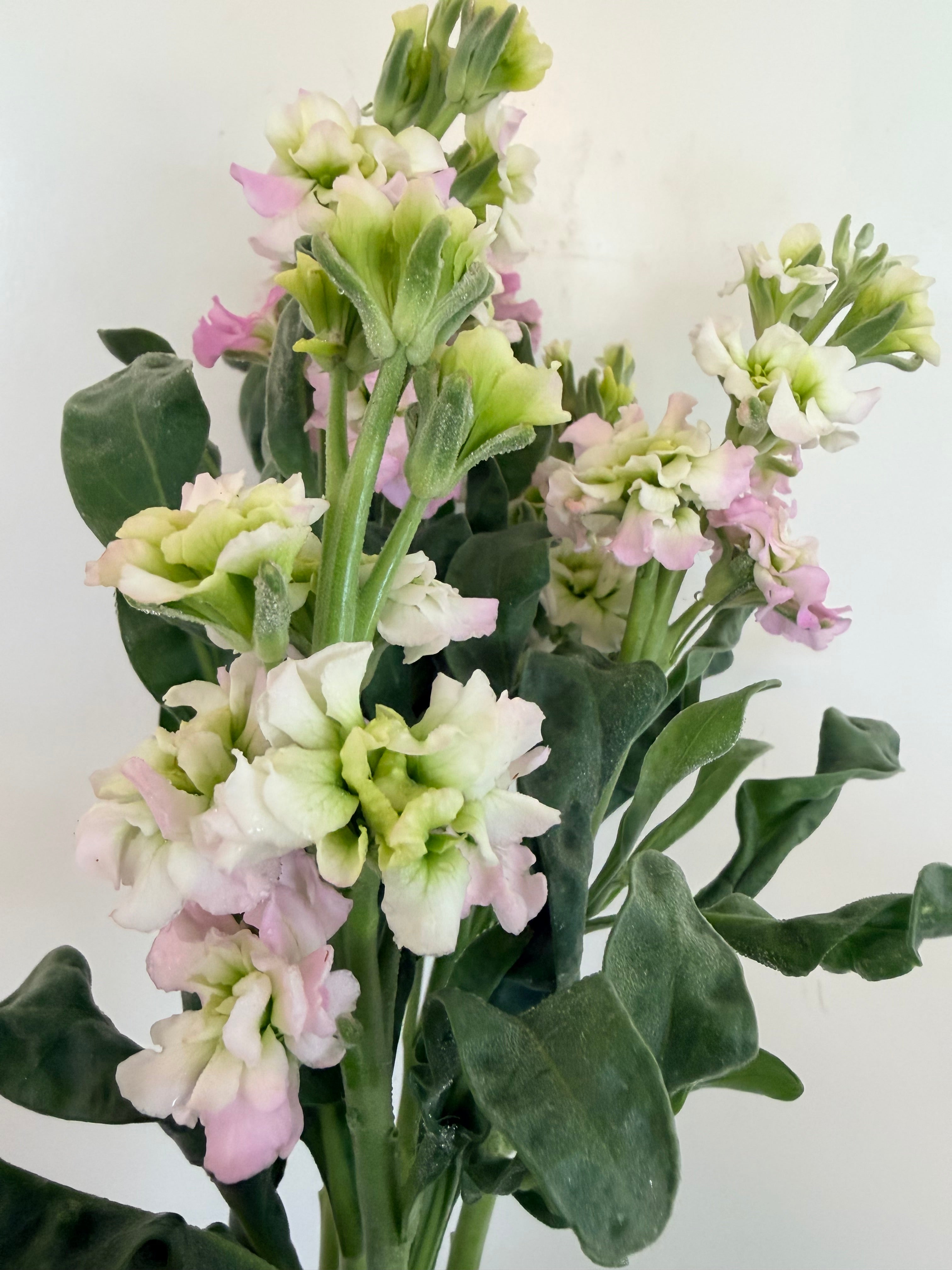 Stock - Bundle of 10 Stems - Antique Pink