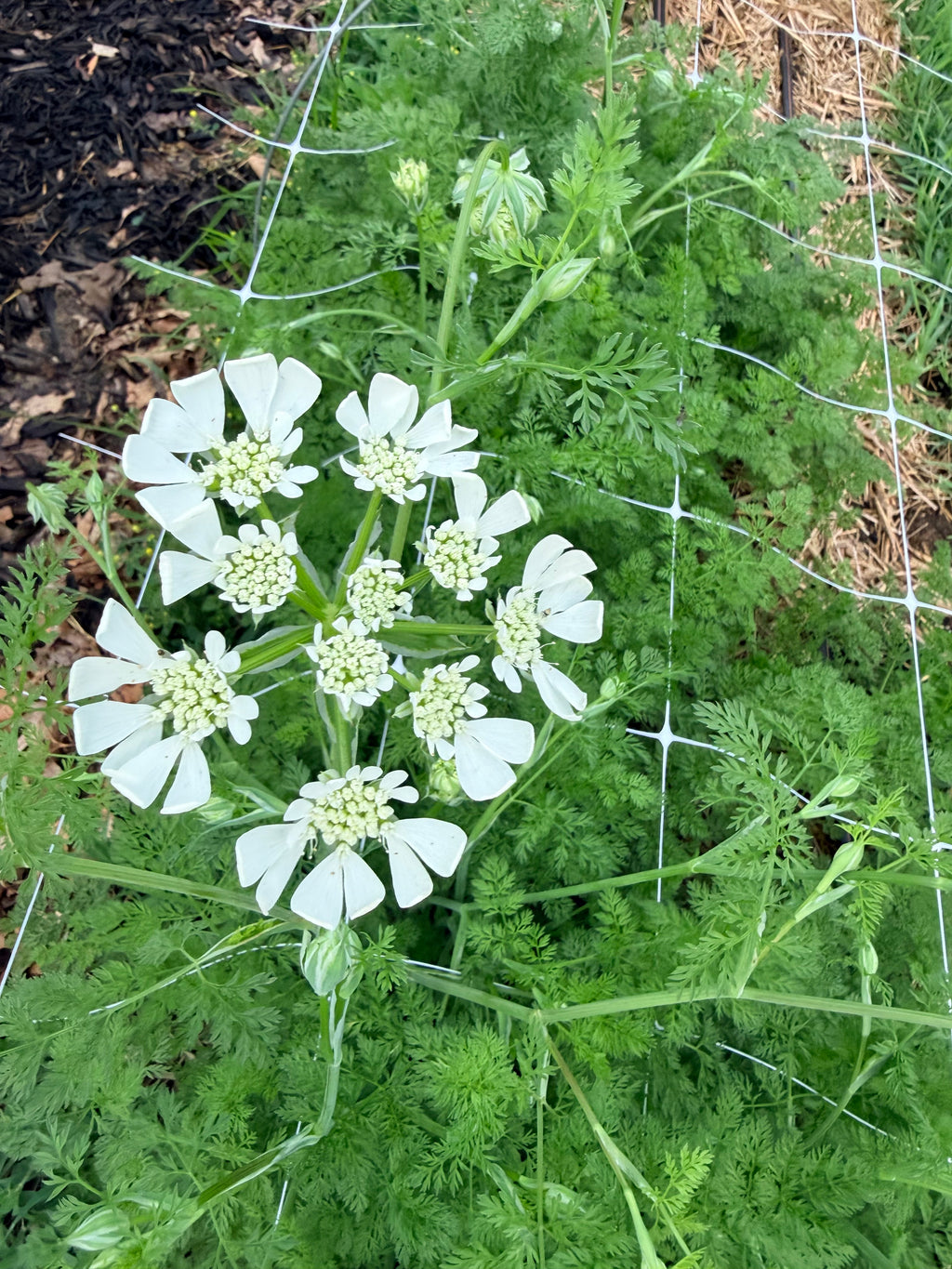 Orlaya - Bundle of 10 Stems