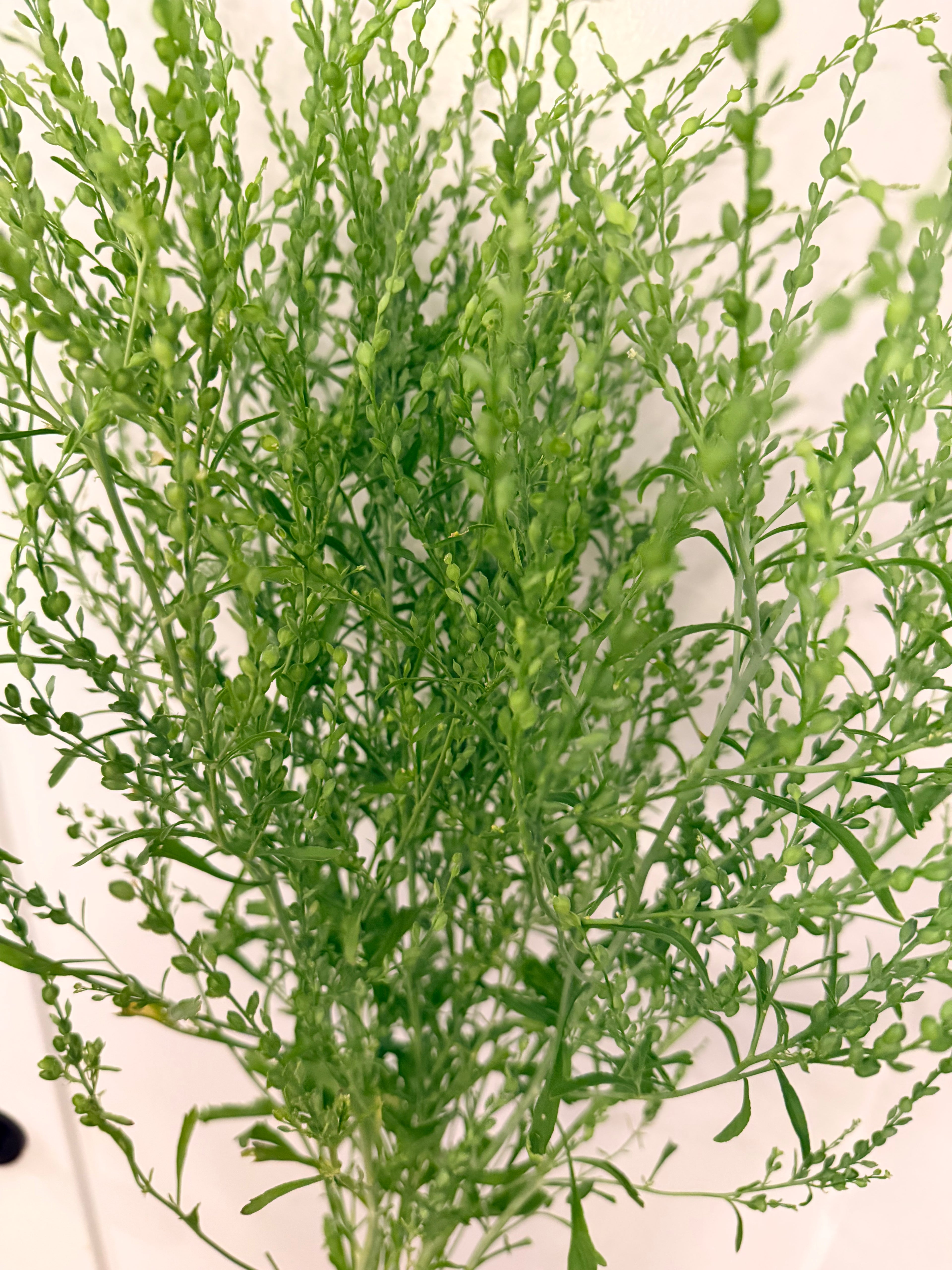 Cress - Bundle of 10 Stems - Persian Cress