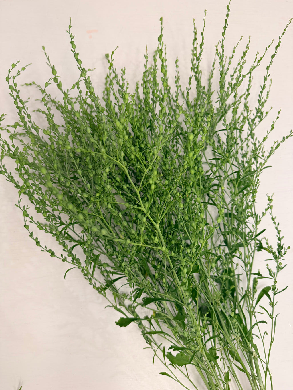 Cress - Bundle of 10 Stems - Persian Cress