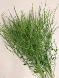 Cress - Bundle of 10 Stems - Persian Cress