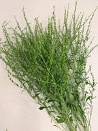 Cress - Bundle of 10 Stems - Persian Cress