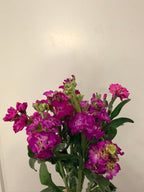 Stock - Bundle of 5 or 10 Stems - Pink