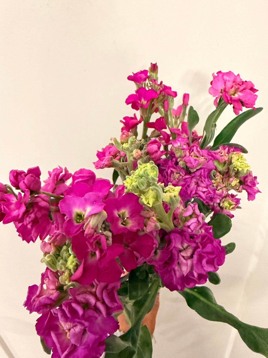 Stock - Bundle of 5 or 10 Stems - Pink