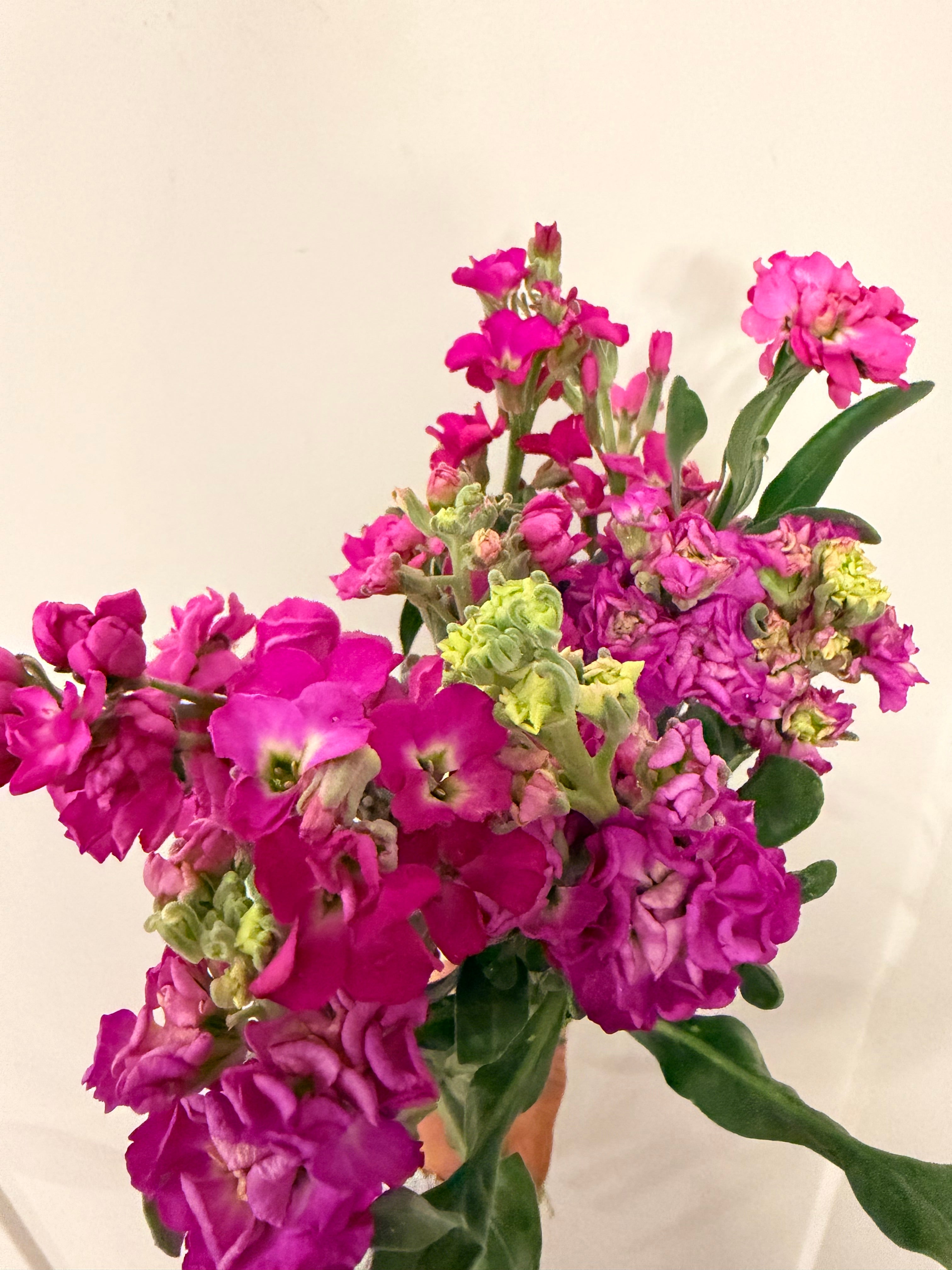 Stock - Bundle of 5 or 10 Stems - Pink