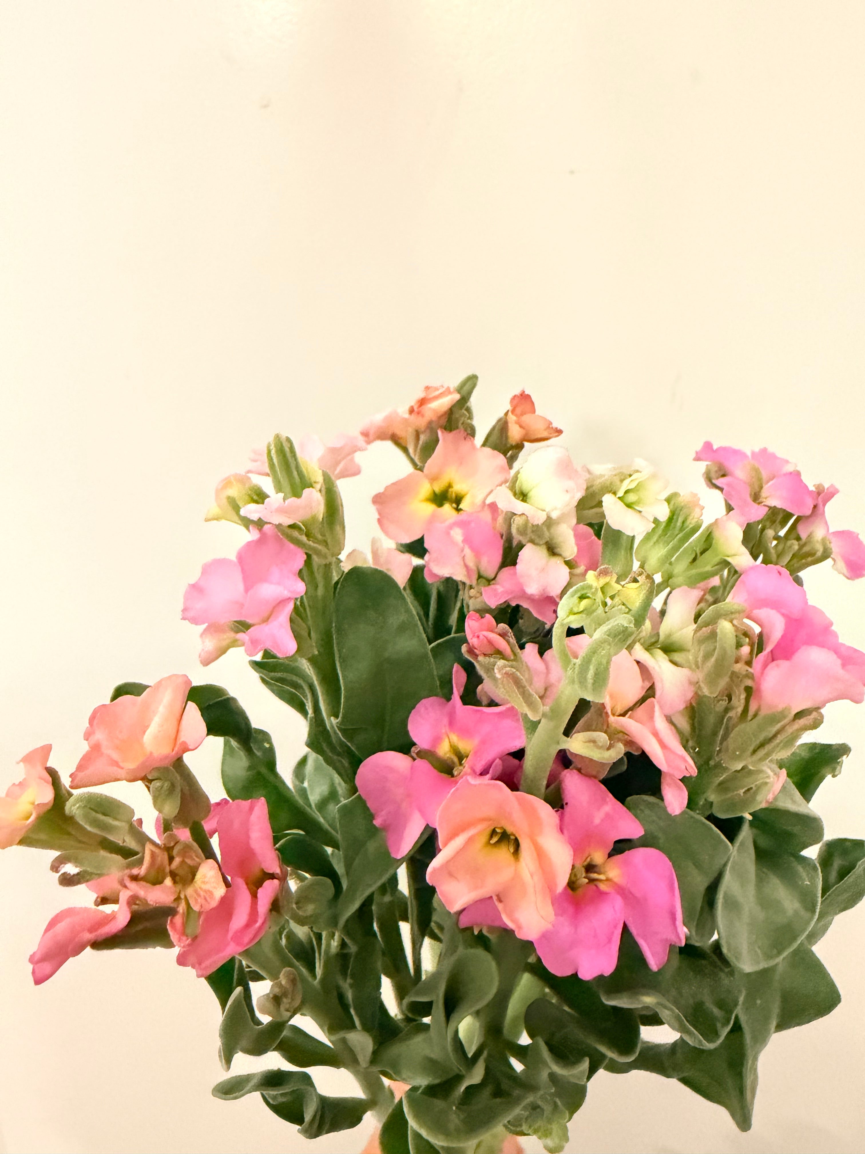 Stock - Bundle of 10 Stems - Champagne