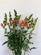 Snapdragon - Bundle of 10 Stems - Bronze