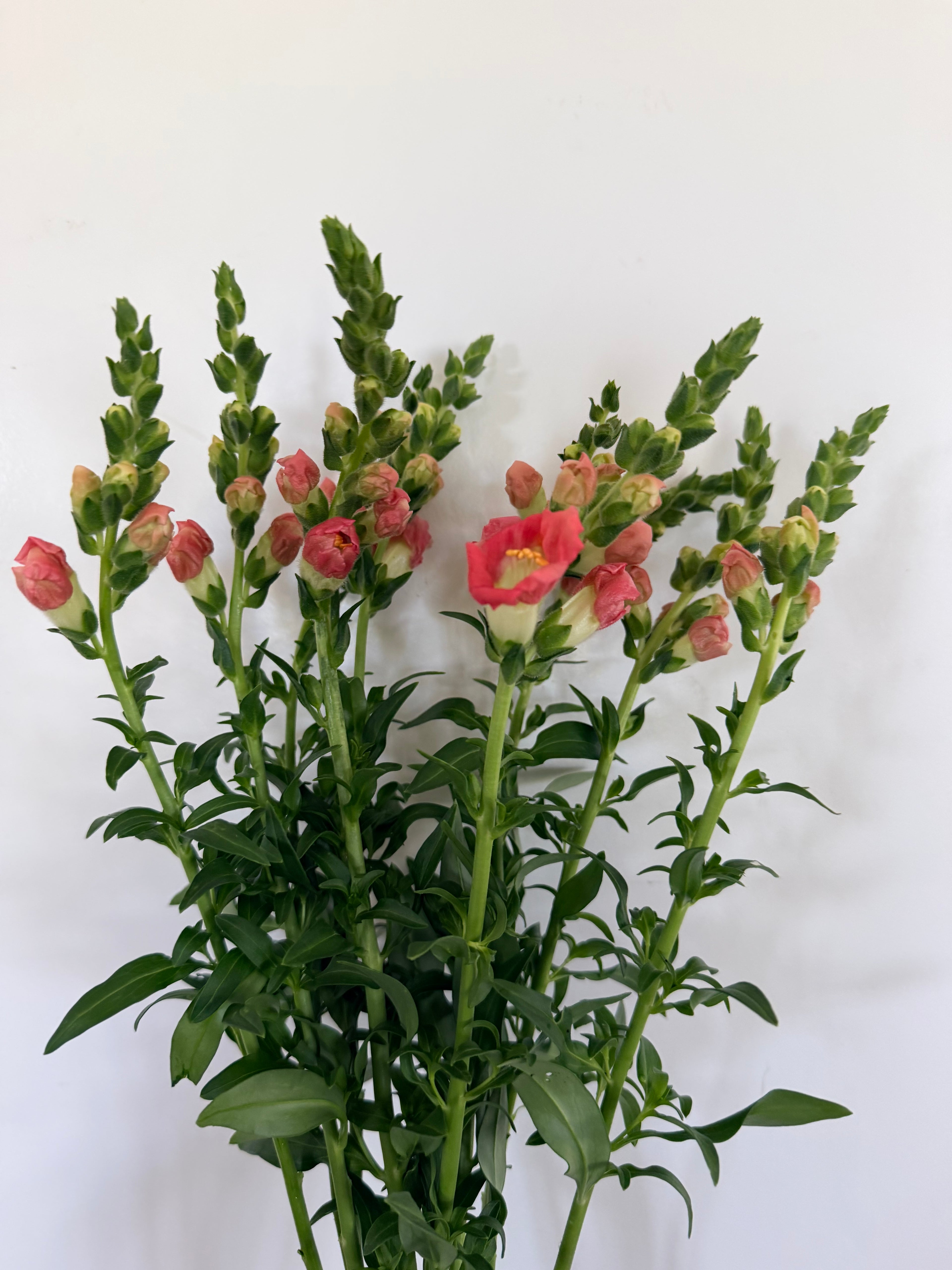 Snapdragon - Bundle of 10 Stems - Bronze