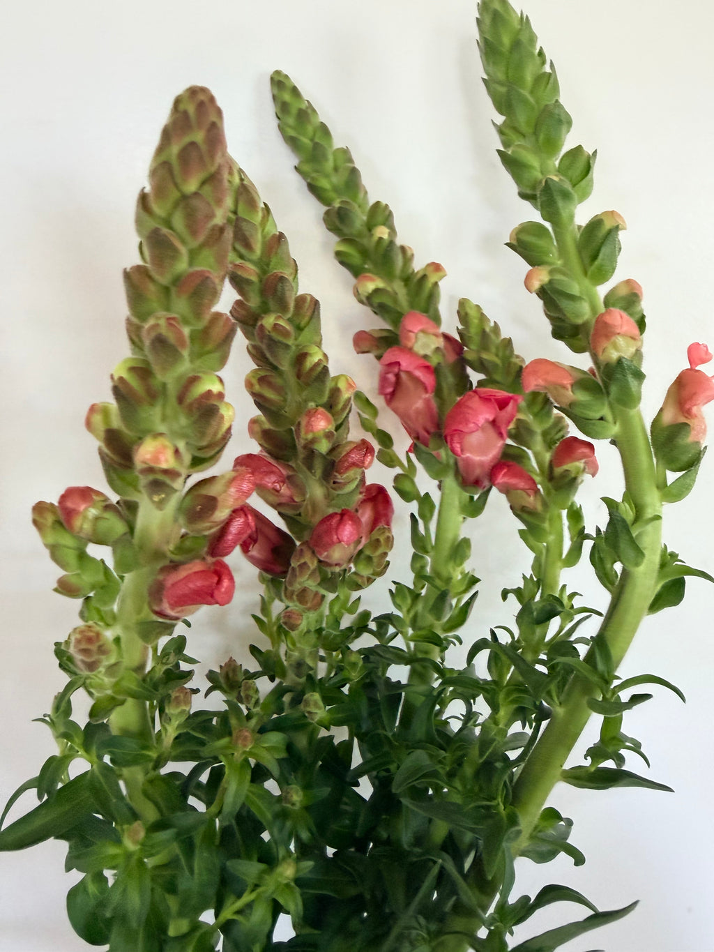 Snapdragon - Bundle of 5 Stems -  Pink - Thick/Extra Tall