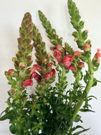 Snapdragon - Bundle of 5 Stems -  Pink - Thick/Extra Tall