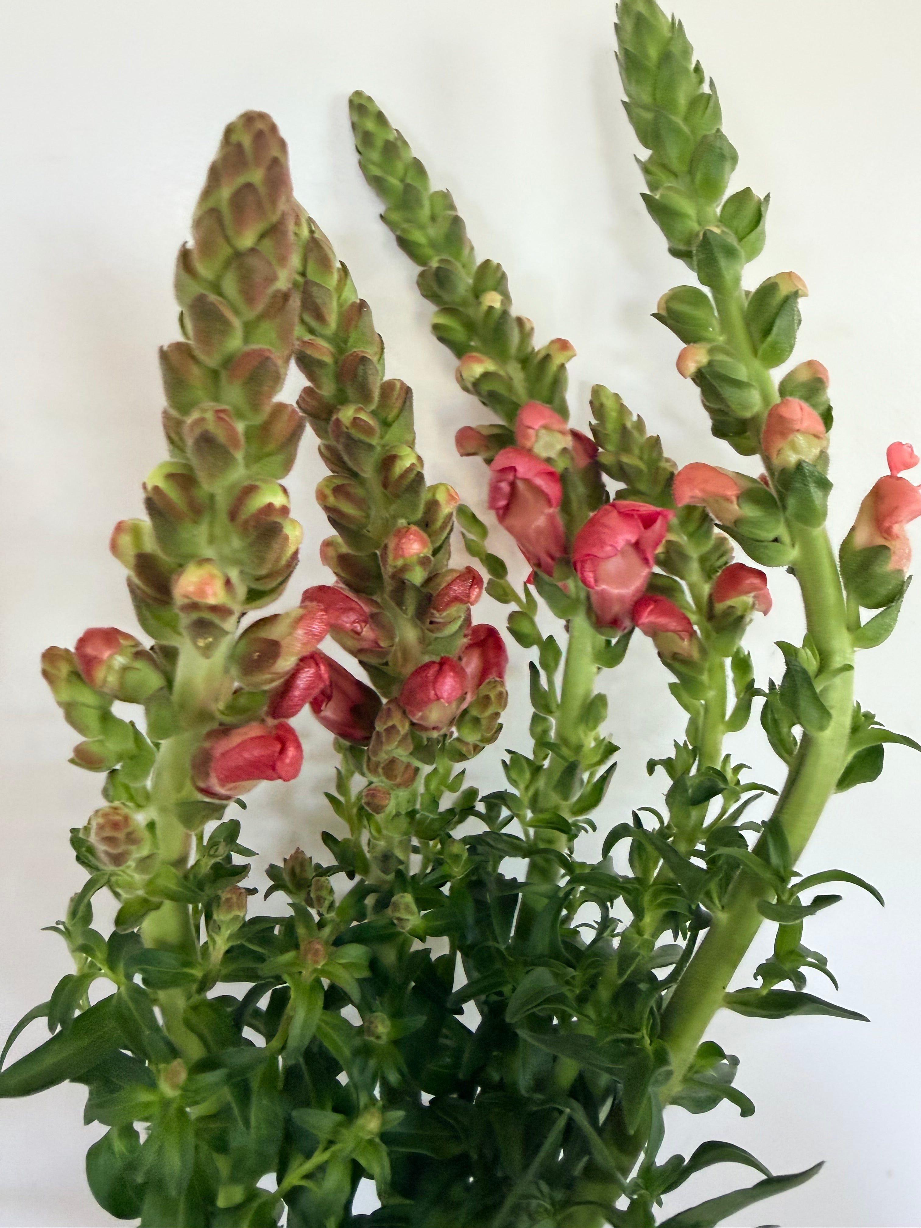 Snapdragon - Bundle of 5 Stems -  Pink - Thick/Extra Tall